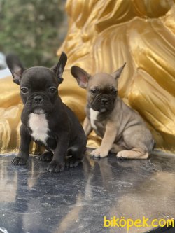 French Bulldog Bebeklerimiz Her Renk Yavrular 1