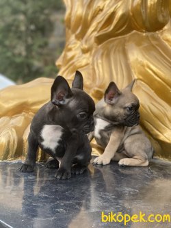 French Bulldog Bebeklerimiz Her Renk Yavrular 3