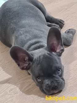French Bulldog Blue 3 Aylik Tuvalet Egitimli 4