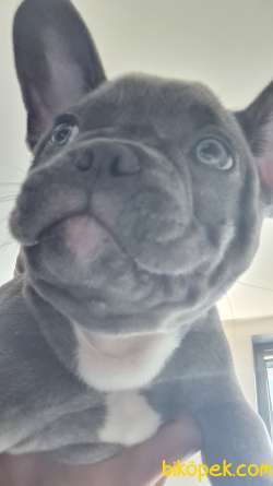 French Bulldog Blue 3 Aylik Tuvalet Egitimli 1