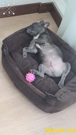 French Bulldog Blue 3 Aylik Tuvalet Egitimli 2