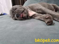 French Bulldog Blue 3 Aylik Tuvalet Egitimli 3