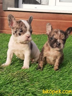 FRENCH BULLDOG BLUE MARLE  YAVRULARIMIZ 4