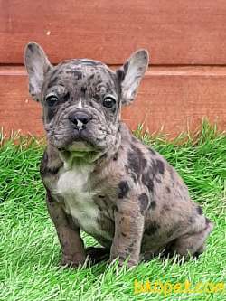 French Bulldog Blue Merle Yavruları 5