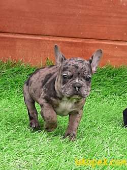 French Bulldog Blue Merle Yavruları 3