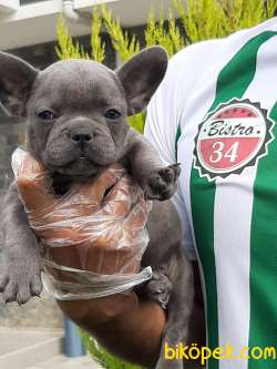 IRK VE SAĞLİK GARANTILI French Bulldog  Blue Merle Yavruları 4