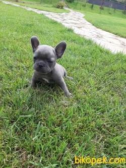 IRK VE SAĞLİK GARANTILI French Bulldog  Blue Merle Yavruları 5