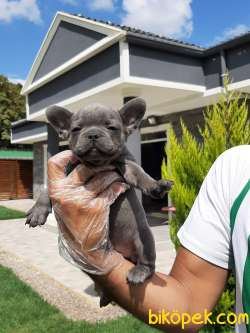 IRK VE SAĞLİK GARANTILI French Bulldog  Blue Merle Yavruları 2