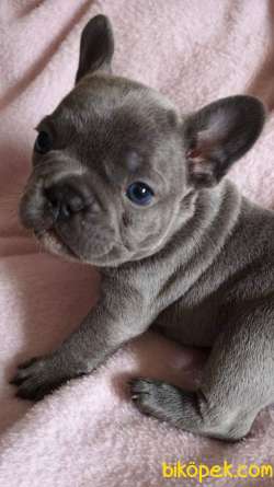 French Bulldog BLUE MERLE Yavruları 3