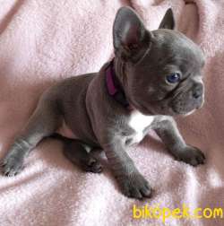 French Bulldog BLUE MERLE Yavruları 2