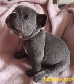 French Bulldog BLUE MERLE Yavruları 1