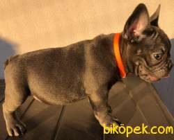 French Bulldog Blue Quad Erkek 3