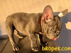 French Bulldog Blue Quad Erkek 2