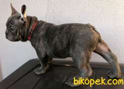 French Bulldog Blue Quad Erkek 4