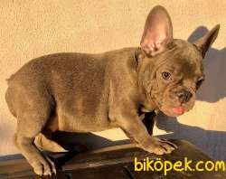 French Bulldog Blue Quad Erkek 5