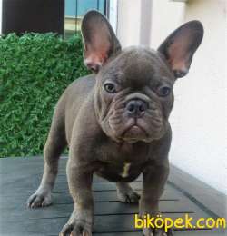 French Bulldog Blue Quad Erkek 1