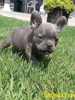 French Bulldog Blue  Yavruları 5