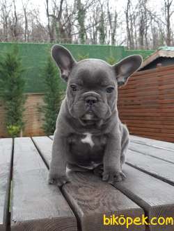 SATILIK MUKEMMEL French Bulldog Blue  Yavruları 4