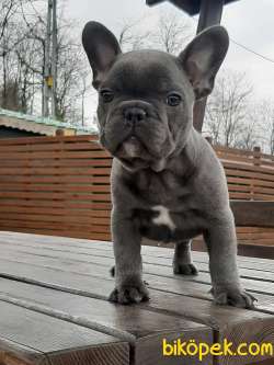 SATILIK MUKEMMEL French Bulldog Blue  Yavruları 2