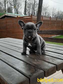 SATILIK MUKEMMEL French Bulldog Blue  Yavruları 3