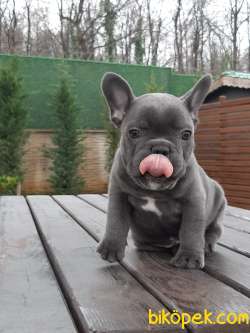 SATILIK MUKEMMEL French Bulldog Blue  Yavruları 1