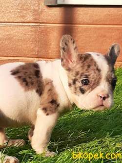 French Bulldog Blue  Yavruları (eve Teslim) 4