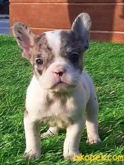 French Bulldog Blue  Yavruları (eve Teslim) 1