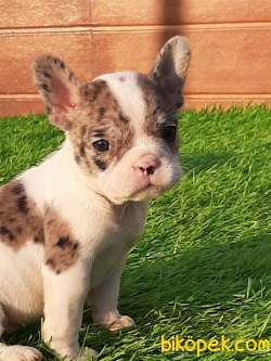 French Bulldog Blue  Yavruları (eve Teslim) 5