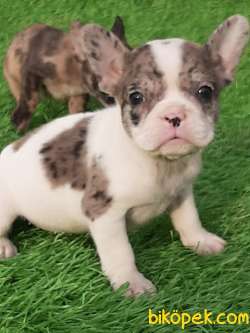 French Bulldog Blue  Yavruları (eve Teslim) 2