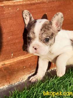 French Bulldog Blue  Yavruları (eve Teslim) 3