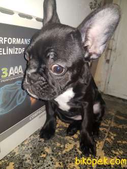 French Bulldog Dişi 06.09.2022 Doğumlu 1