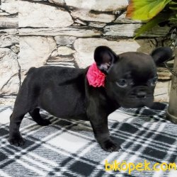 FRENCH BULLDOG DİŞİ ERKEK 2