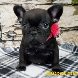 FRENCH BULLDOG DİŞİ ERKEK 1