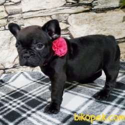 FRENCH BULLDOG DİŞİ ERKEK 3