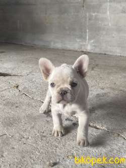 French Bulldog Dişi Platinum