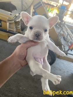 French Bulldog Dişi Platinum 2