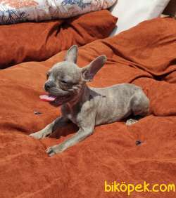 French Bulldog Egzotik Ve Standart Yavrularımız Mevcut 4
