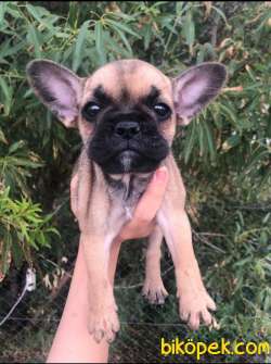 French Bulldog Egzotik Ve Standart Yavrularımız Mevcut 2