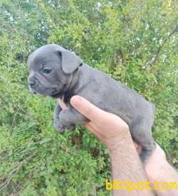 French Bulldog Egzotik Ve Standart Yavrularımız Mevcut 1