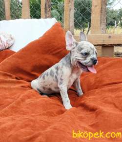 French Bulldog Egzotik Ve Standart Yavrularımız Mevcut 3
