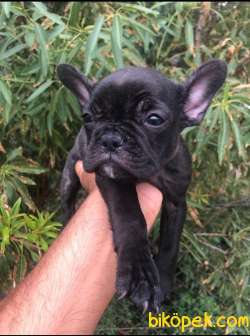 French Bulldog Egzotik Ve Standart Yavrularımız Mevcut 5
