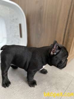 French Bulldog Egzotik Yavrular 2