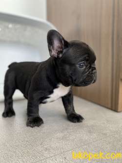 French Bulldog Egzotik Yavrular 1