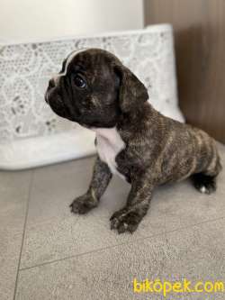 French Bulldog Egzotik Yavrular 3