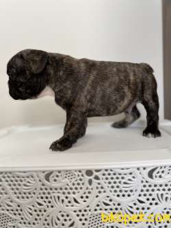 French Bulldog Egzotik Yavrular 4