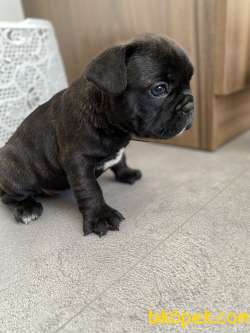 French Bulldog Egzotik Yavrular 5