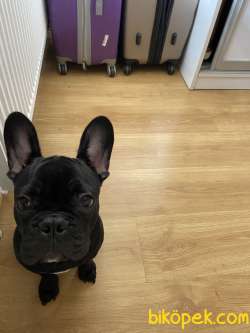 French Bulldog İstanbul 1