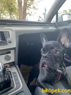 French Bulldog İstanbul 2