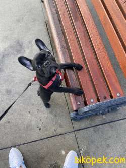 French Bulldog İstanbul 3