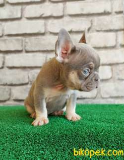 FRENCH BULLDOG Lİ̇LAK TAN Dİ̇Şİ̇ VE ERKEK YAVRULARIMIZ 4